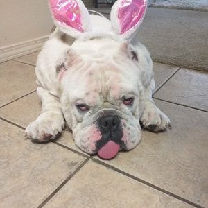 Meet your Posher, Allan